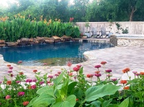 1_freeform-lagoon-style-pool-with-raised-spa-paver-decking-and-pool-landscaping-2