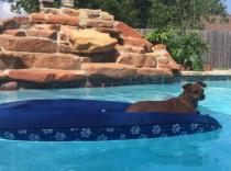 Doggy-on-float-2