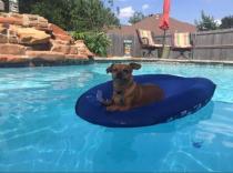 Doggy-on-float