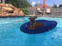Doggy-on-float