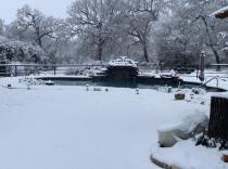 Freeform-pool-in-the-snow
