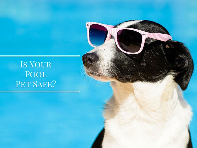 Is Your Pool Pet Safe?